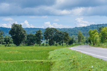 Landscape photo of small road in green rice field.