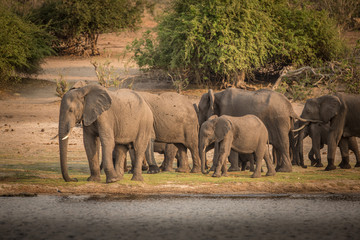 Elephants at Chobe River, Chobe National Park