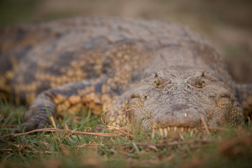 Arican Nile Crocodile sunning on the banks of the Chobe River.