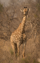 Naklejka na ściany i meble Giraffe, dry season, Chobe National Park, Botswana