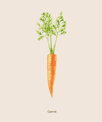 Handpainted watercolor poster with carrot - 171720951