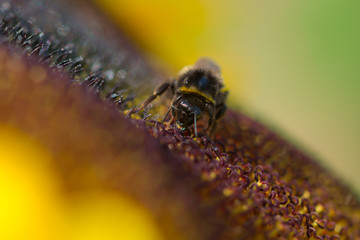 Hummel auf einer Sonnenblume