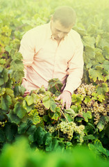 farmer near grapes in vineyard .