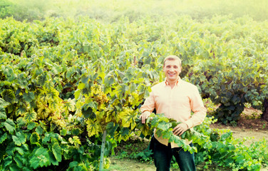 farmer near grapes in vineyard .