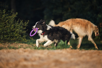 Puppy Border Collie playing at sunset