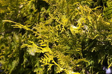 Green thuja close-up with blur effect.