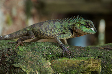 Close up thai chameleon on tree branch of Thailand.