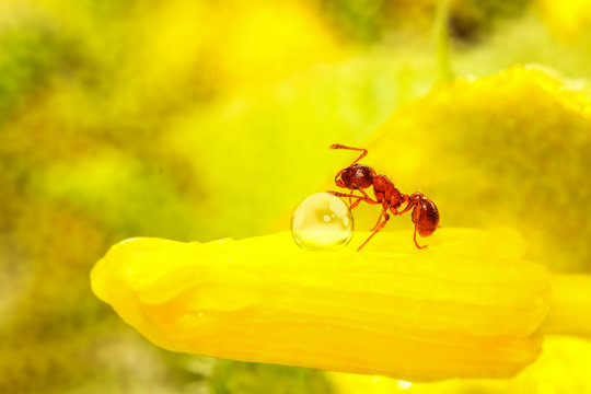 Vita da formica