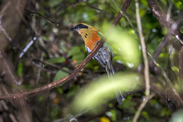 Juruva-verde (Baryphthengus ruficapillus) | Rufous-capped Motmot photographed in Linhares, Espírito Santo - Southeast of Brazil.