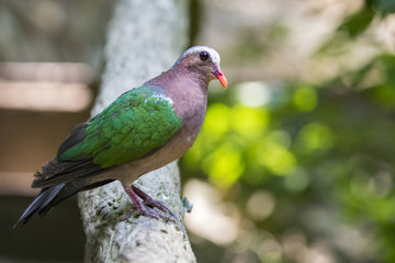 Image of bird (Common Emerald Dove) on nature background.  Animals.