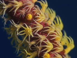 Bunch of coral polyps, Nahaufnahme von Korallenpolypen