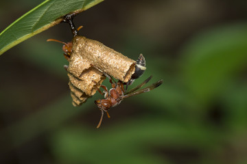 Image of  Common Paper Wasp / Ropalidia fasciata and wasp nest on nature background. Insect Animal