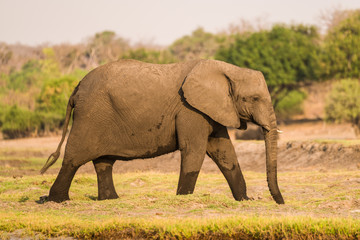 Fototapeta na wymiar Elephants at Chobe River, Chobe National Park