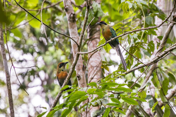 Juruva-verde (Baryphthengus ruficapillus) | Rufous-capped Motmot photographed in Linhares, Espírito Santo - Southeast of Brazil.