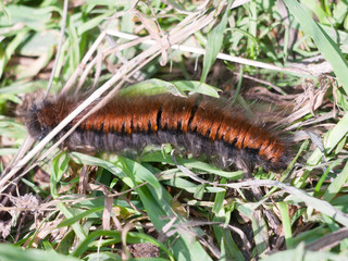 fox moth caterpillar close up macro Macrothylacia rubi
