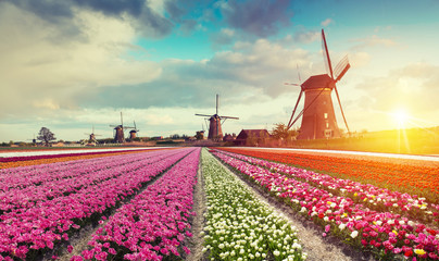 Landscape with tulips, traditional dutch windmills and houses near the canal in Zaanse Schans, Netherlands, Europe - obrazy, fototapety, plakaty