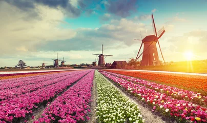 Papier Peint photo Amsterdam Landscape with tulips, traditional dutch windmills and houses near the canal in Zaanse Schans, Netherlands, Europe