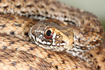 closeup of a head of a snake Malpolon monspessulanus