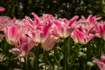 Spring Tulips