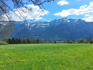 Scenery of swiss alps with green grass and tiny yellow flowers during summer in sunny day