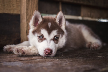 Little Husky puppy