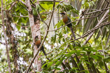 Juruva-verde (Baryphthengus ruficapillus) | Rufous-capped Motmot photographed in Linhares, Espírito Santo - Southeast of Brazil.