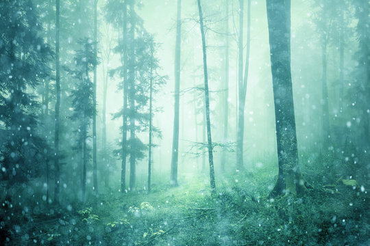 Fototapeta Magic fairytale season foggy tree forest landscape.