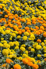 Fototapeta premium marigolds flowers in different colors