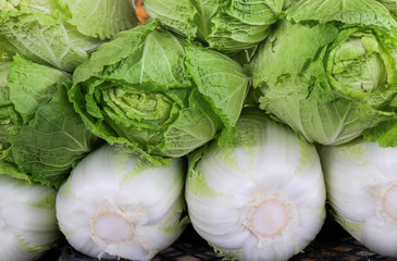 Fresh green Romaine Lettuce (Lactuca sativa),