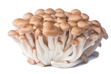 Fresh Shimichi mushrooms 