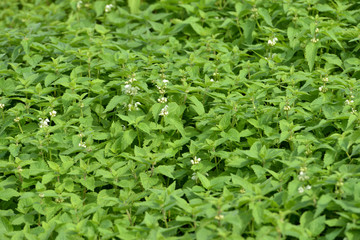 Nettle field