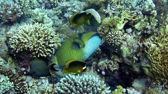 Trigger fish over colorful coral reef and Elphinstone. Diving in the Red sea