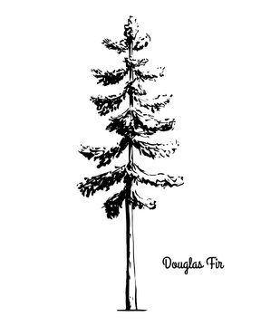 Vector sketch illustration. Black silhouette of Douglas Fir isolated on white background. Drawing of evergreen coniferous plant, Oregon state tree.