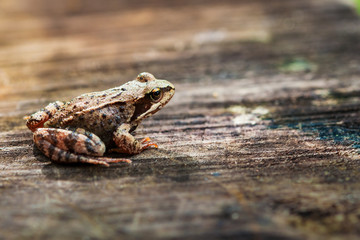 Frog or toad sitting on a tree, the rear backlight, the sun's rays, copy space