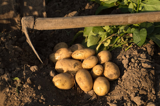Potato. Fresh Young Yellow Potatoes On Ground With Garden Tool Hoe Top View. Harvesting Potatoes.