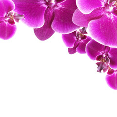 Fototapeta na wymiar Beautiful floral background of purple orchids 