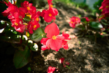 Red flower Balsaminaceae in the garden, close