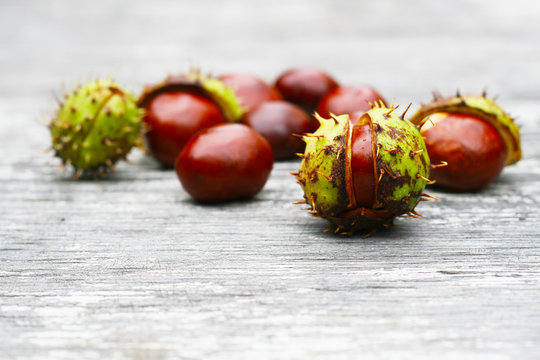 Herbst - Frische Fr&uuml;chte der Kastanie mit geplatzter Schale, Castanea, Gew&ouml;hnliche Rosskastanie (Aesculus hippocastanum), Gemeine Rosskastanie 