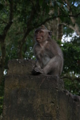 Monkey Forest, Ubud