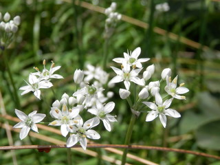 ニラの花部分接写(宮城県)