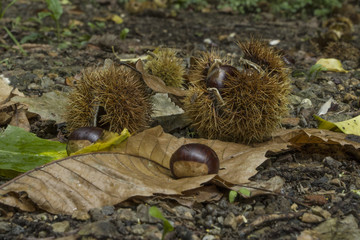 Chestnuts in the wood