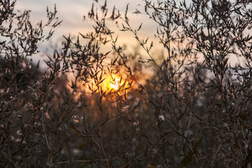 Dry Yellow Grass Meadow In Sunset Sunrise Sunlight. Autumn In Belarus