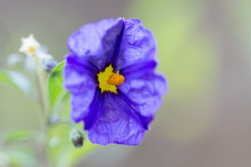 Obraz premium fresh flower on plant in garden