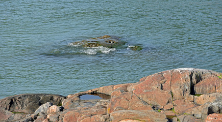 Rocky shore. Red granite of Suomenlinna (Sveaborg) fortress. Helsinki, Finland