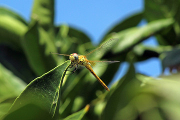 Libélula (Anisoptera) del mediterráneo en una rama