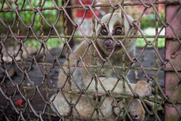 Small funny lemur. Tropical wild cute animal in the zoo