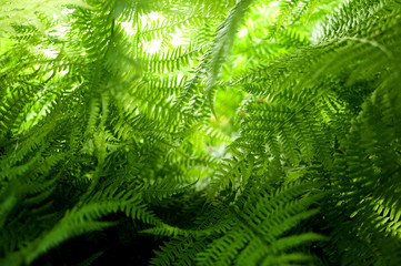 Farne im Garten mit hellgrün leuchtenden Wedel