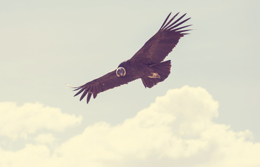 Condor