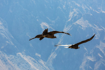 Condor