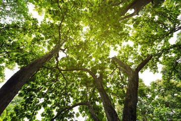 Nature of tree background